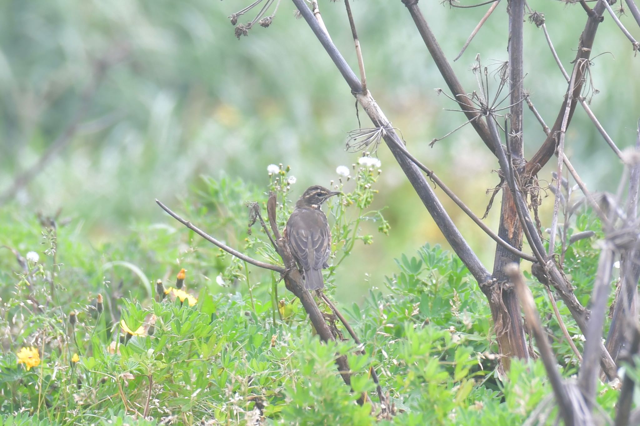 Redwing