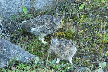 Rock Ptarmigan Dettifoss Fri, 9/9/2022