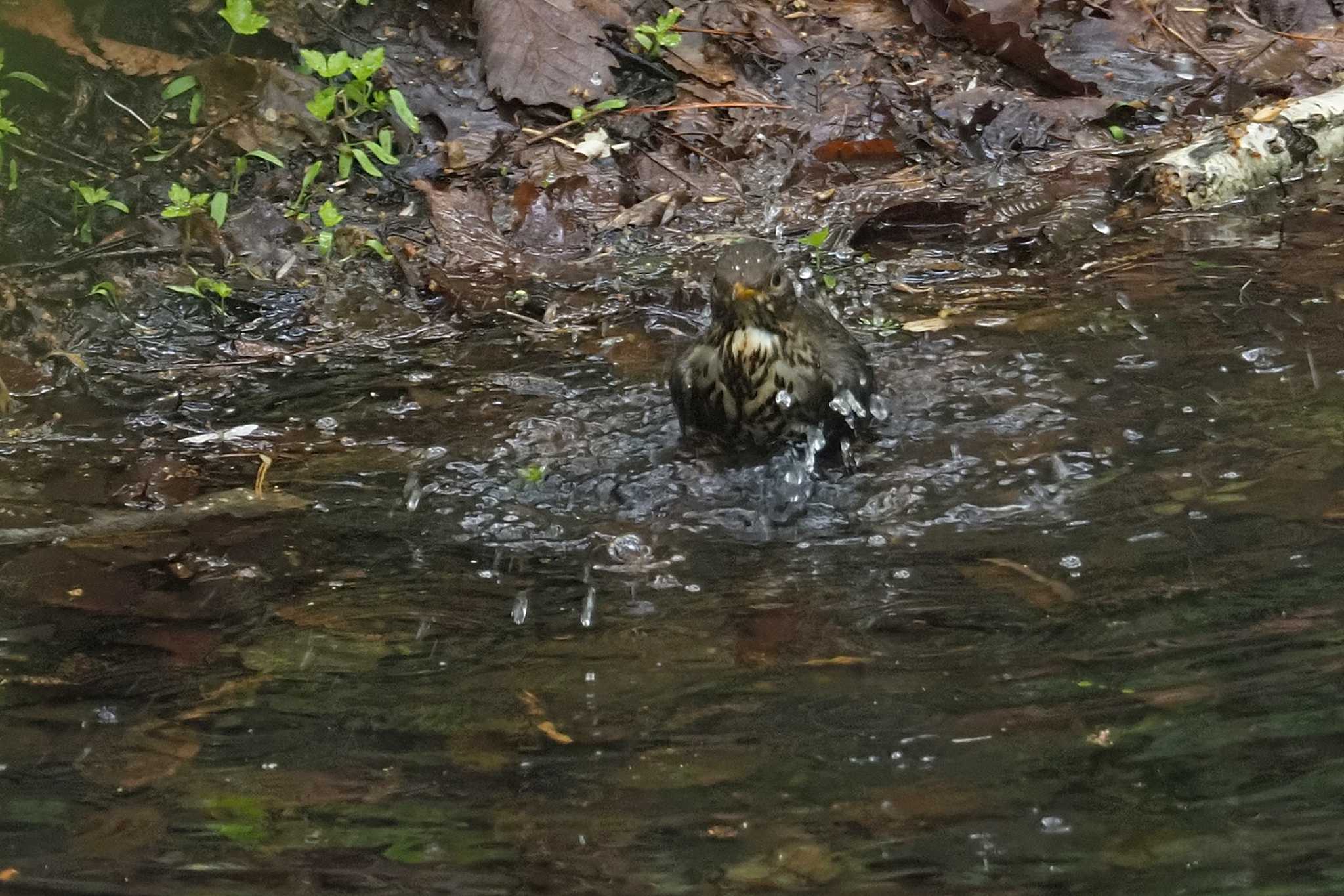 Japanese Thrush