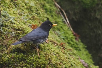 クロツグミ 伊香保森林公園 2023年5月13日(土)