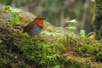 2023年5月13日(土) 伊香保森林公園の野鳥観察記録