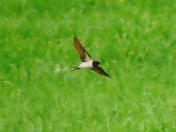 Barn Swallow Lake Toya (Toyako) Fri, 5/5/2023