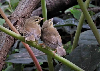 Ijima's Leaf Warbler Miyakejima Island Sat, 5/13/2023