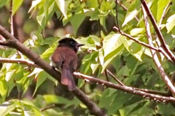 Black Paradise Flycatcher 東京都羽村市 Tue, 5/9/2023