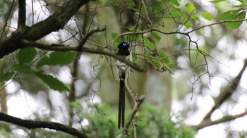 サンコウチョウ 森戸川源流 2015年6月8日(月)