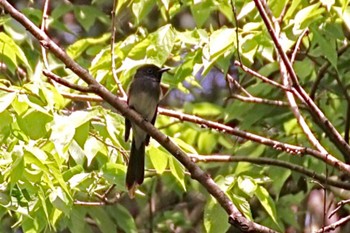 サンコウチョウ 東京都羽村市 2023年5月9日(火)