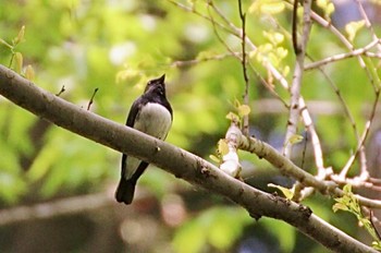 Blue-and-white Flycatcher 東京都羽村市 Tue, 5/9/2023