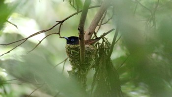 サンコウチョウ 森戸川源流 2015年6月8日(月)