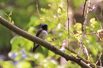 Blue-and-white Flycatcher 東京都羽村市 Tue, 5/9/2023