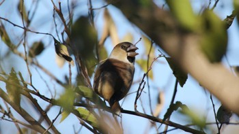 シメ 蟹ヶ谷公園 2015年12月5日(土)