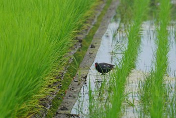 Sun, 6/24/2018 Birding report at 愛媛県土居