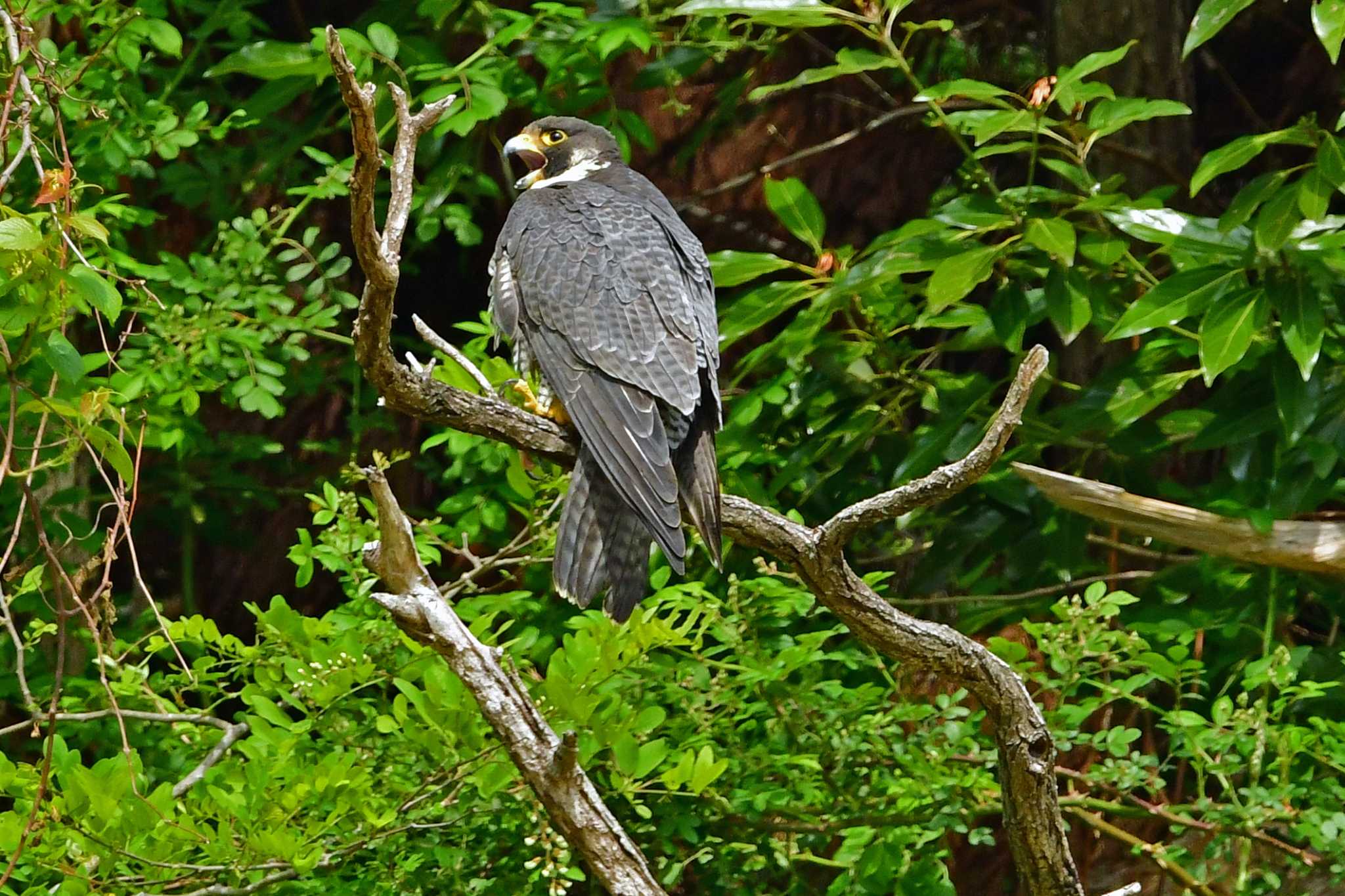 鳴いても餌が来ない。。。 by Keiichi TAKEDA