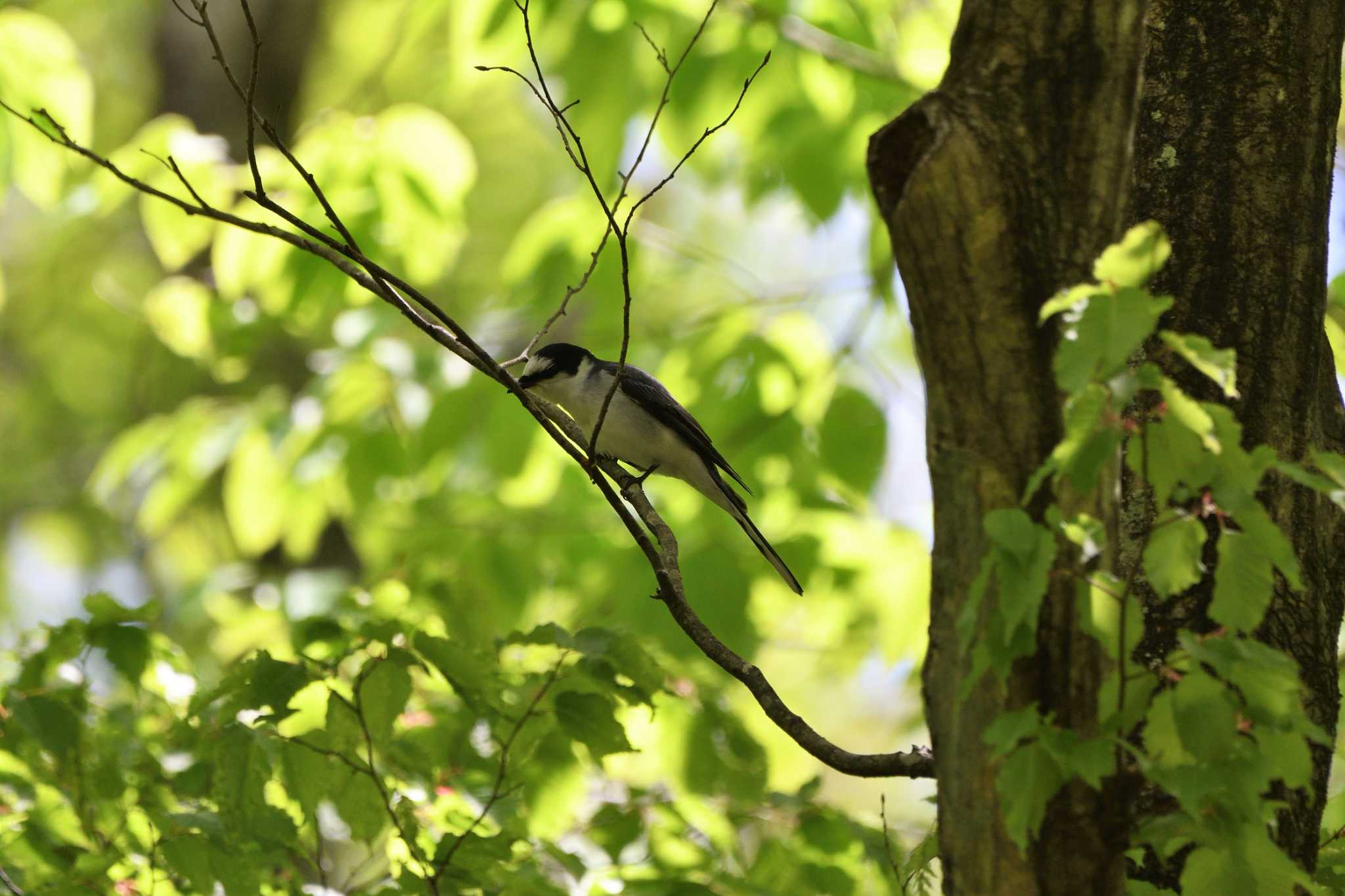 Photo of Ashy Minivet at 栃木県民の森 by すずめのお宿