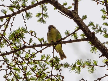 Japanese Leaf Warbler Togakushi Forest Botanical Garden Sat, 5/13/2023