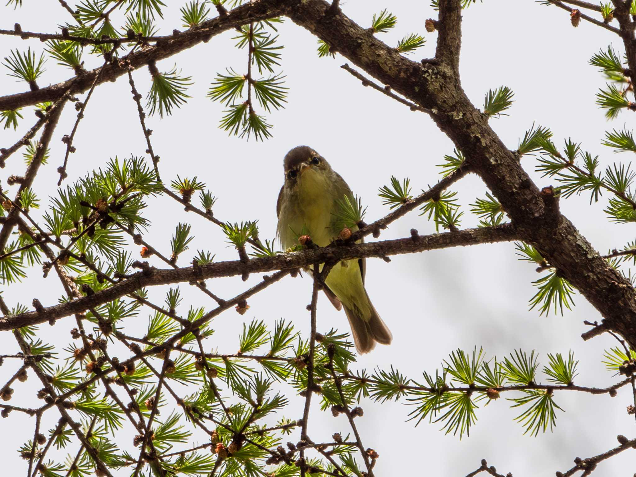 戸隠森林植物園(戸隠森林公園) メボソムシクイの写真 by ふなきち