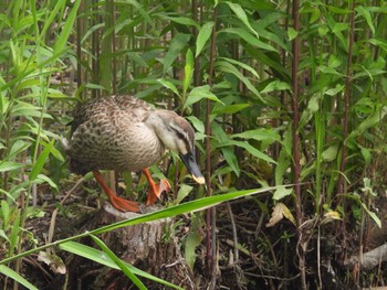 Eastern Spot-billed Duck 打上川治水緑地 Sat, 5/13/2023