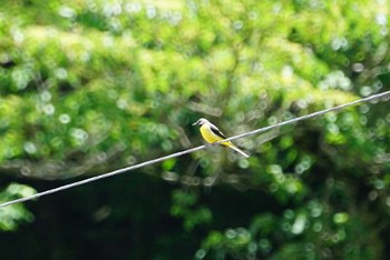 Grey Wagtail 剣山 Sun, 6/24/2018