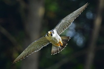 ハヤブサ 青葉山公園 2023年5月13日(土)