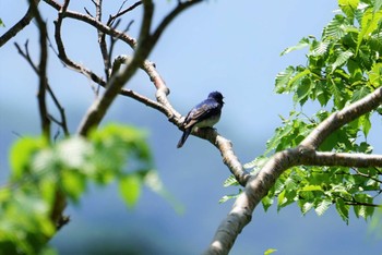 Blue-and-white Flycatcher 剣山 Sun, 6/24/2018