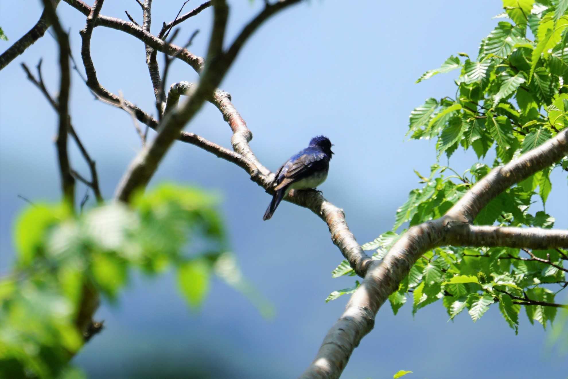 Blue-and-white Flycatcher