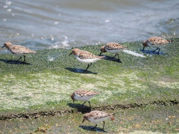 Tue, 5/2/2023 Birding report at 日の出三番瀬沿い緑道