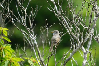 Japanese Bush Warbler 剣山 Sun, 6/24/2018