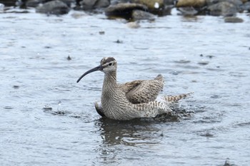 チュウシャクシギ 香川県 2023年5月13日(土)