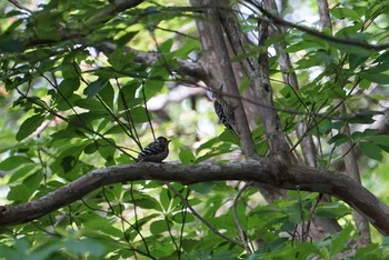 Japanese Pygmy Woodpecker 剣山 Sun, 6/24/2018