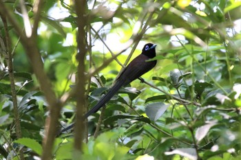 Black Paradise Flycatcher 大阪府大阪市 Fri, 5/12/2023