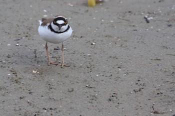 Little Ringed Plover 甲子園浜(兵庫県西宮市) Fri, 5/5/2023