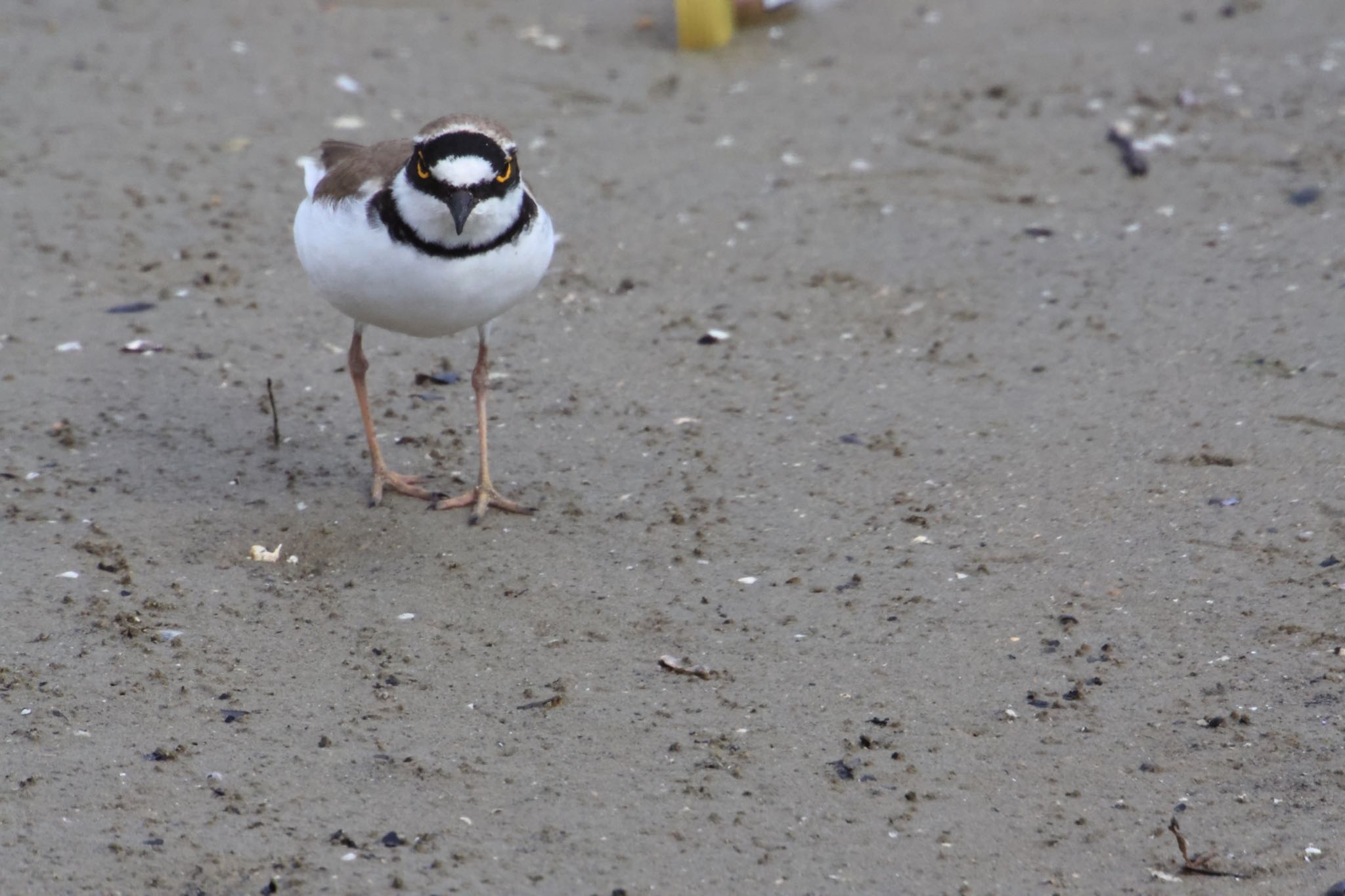 Photo of Little Ringed Plover at 甲子園浜(兵庫県西宮市) by yossan1969