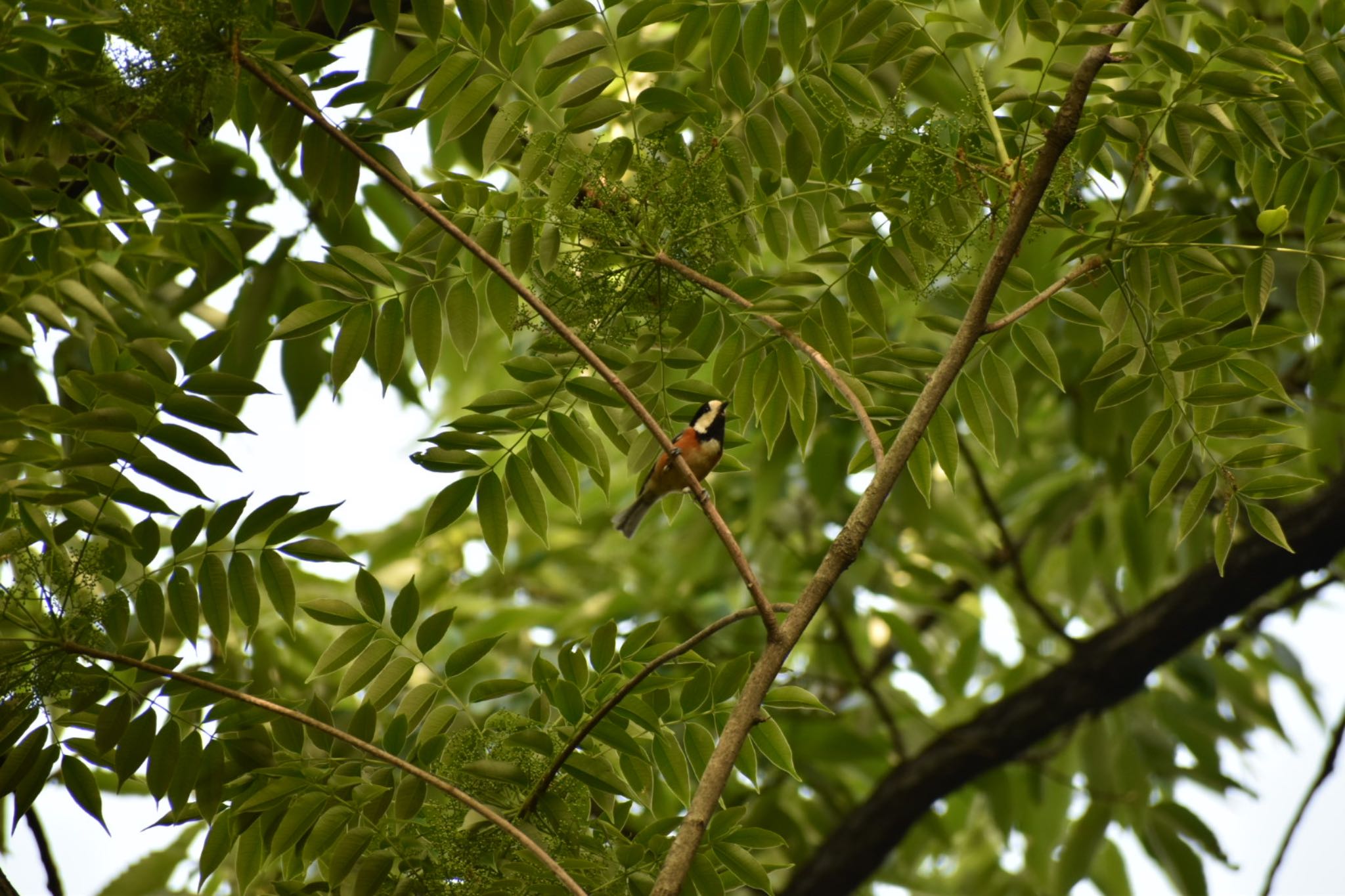 Varied Tit