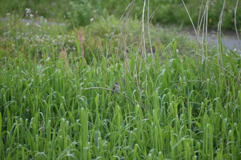 Oriental Reed Warbler 知多市 Sat, 5/13/2023