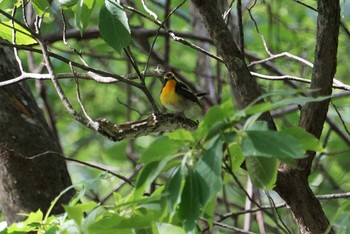 Narcissus Flycatcher 剣山 Sun, 6/24/2018