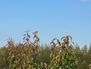 Zitting Cisticola 知多市 Sat, 5/13/2023