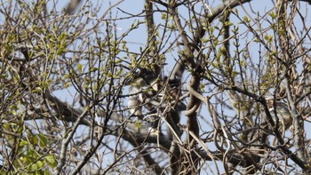 Chestnut-cheeked Starling Awashima Island Mon, 5/8/2023