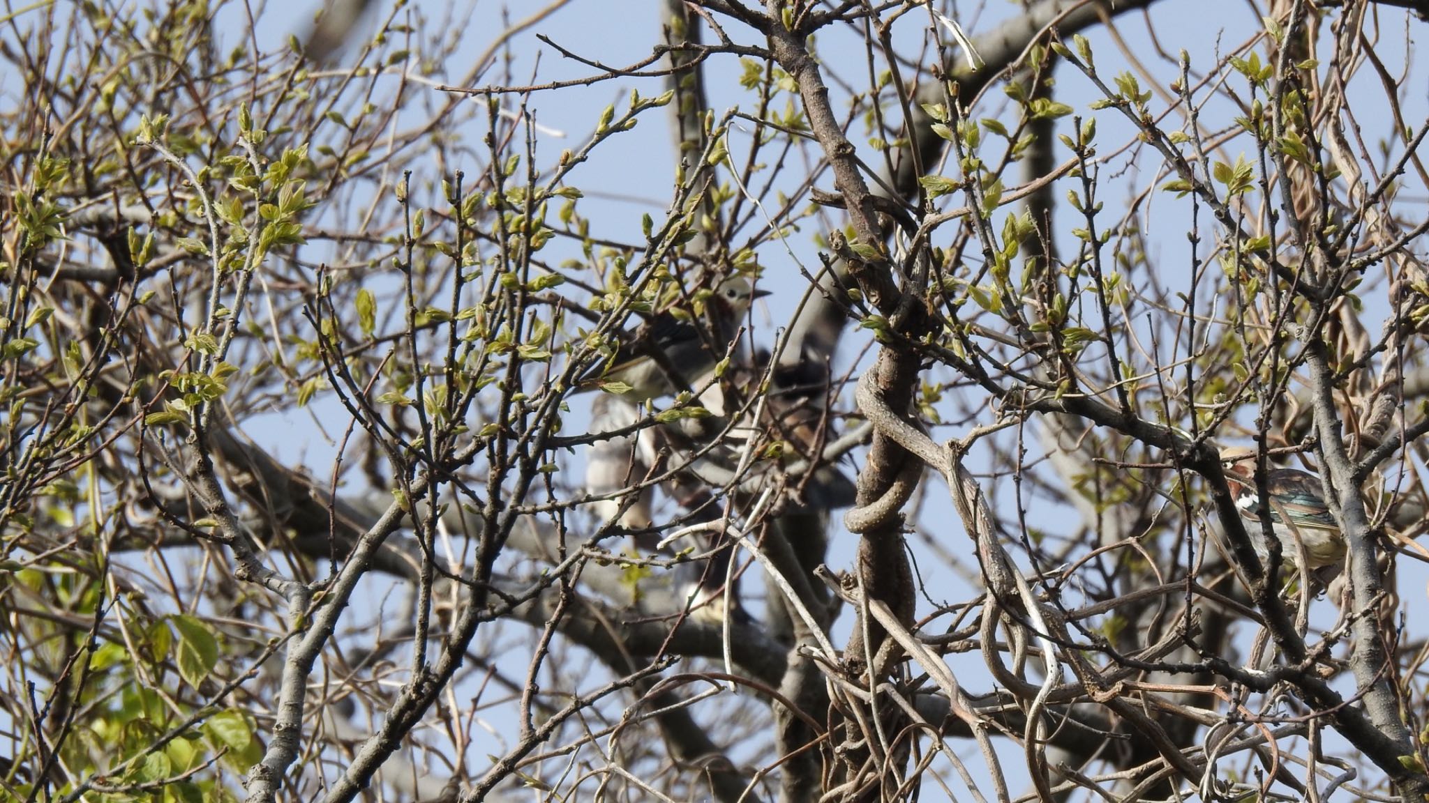 Chestnut-cheeked Starling