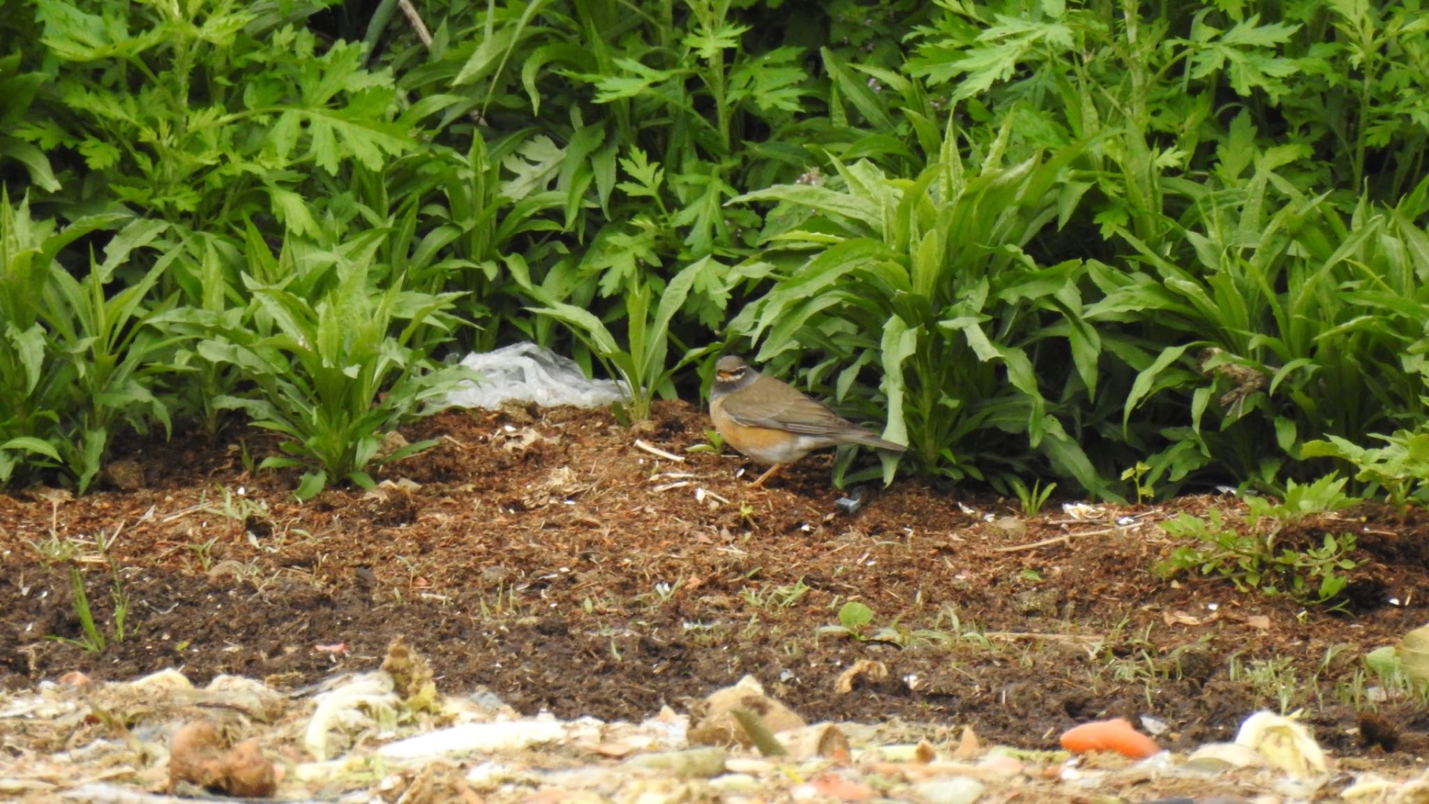 Eyebrowed Thrush