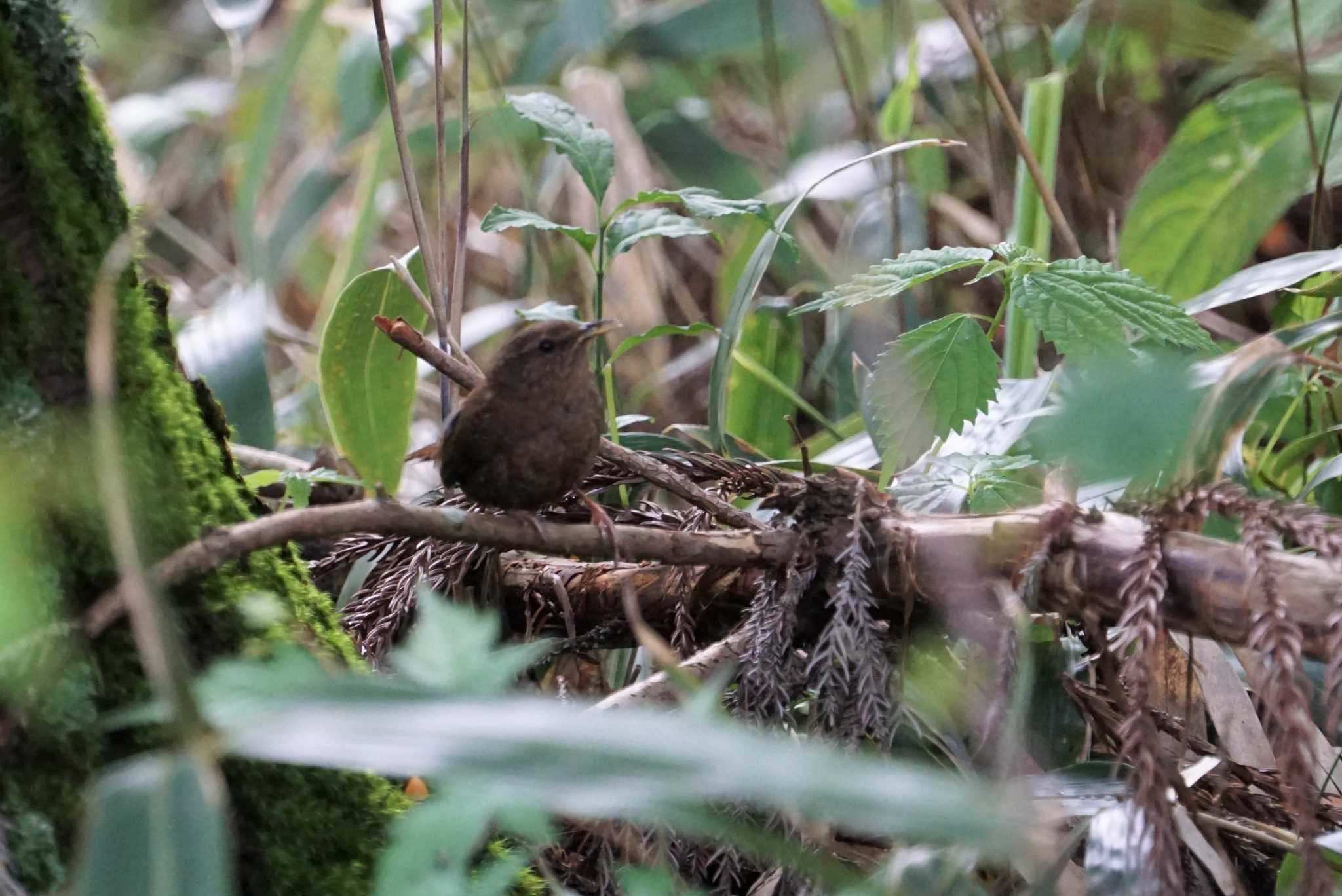 Eurasian Wren