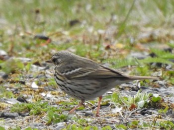 Sun, 5/7/2023 Birding report at 春採湖