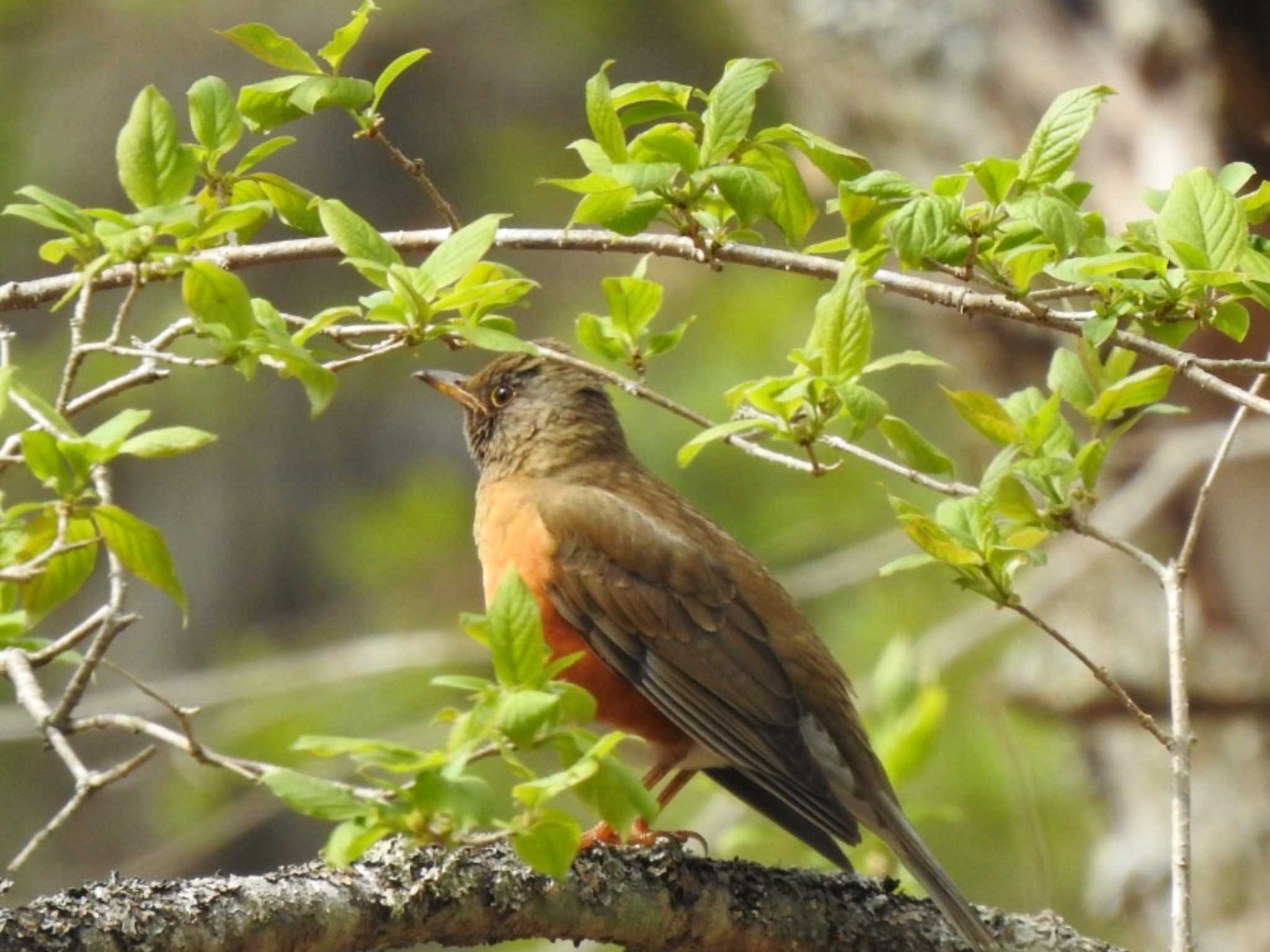 Brown-headed Thrush