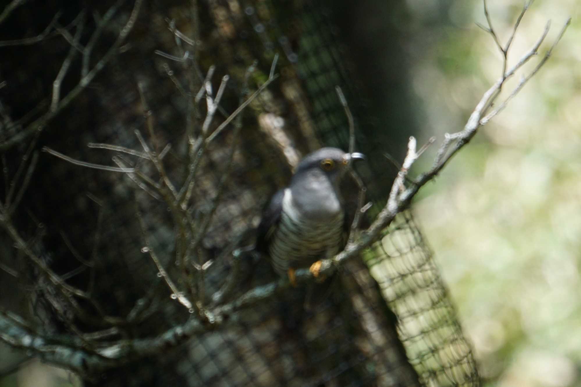 Oriental Cuckoo