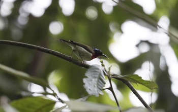 Fork-tailed Sunbird Cuc Phuong National Park Tue, 5/2/2023