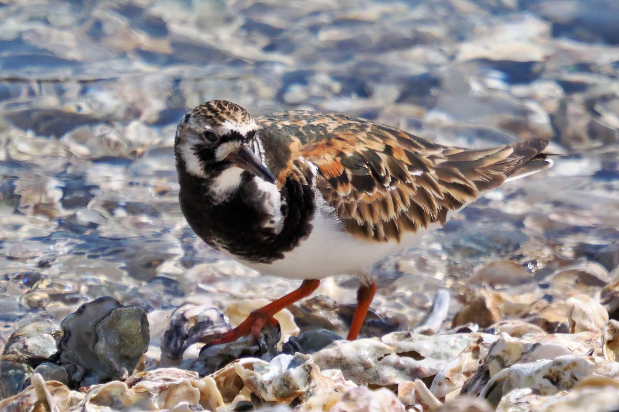 葛西臨海公園 キョウジョシギの写真 by 藤原奏冥