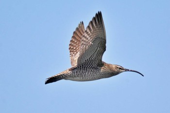 チュウシャクシギ 葛西臨海公園 2023年5月10日(水)