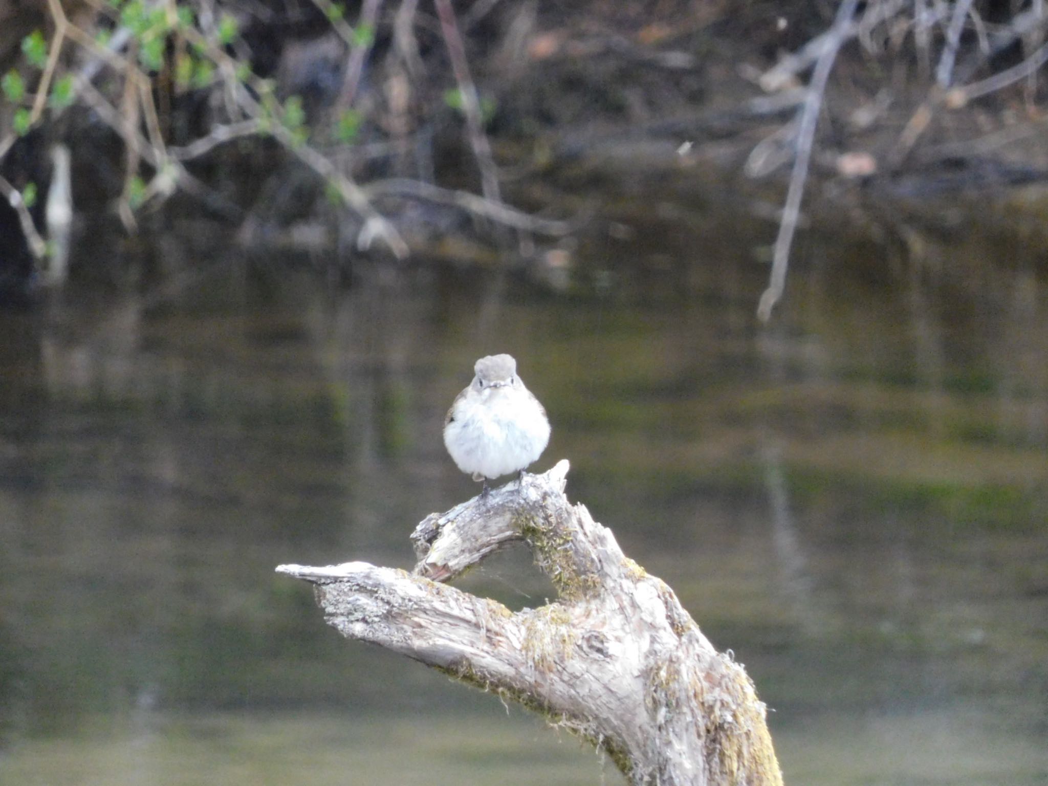 Asian Brown Flycatcher