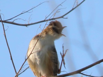 Zitting Cisticola 岡山旭川 Fri, 5/12/2023