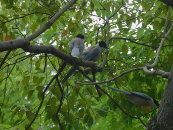 2023年5月14日(日) 平和の森公園、妙正寺川の野鳥観察記録