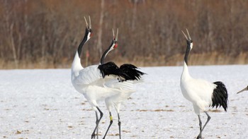 タンチョウ 阿寒国際ツルセンター 2015年12月29日(火)