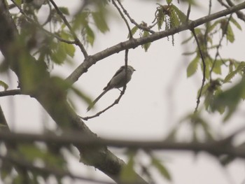 Long-tailed tit(japonicus) Nishioka Park Sat, 5/13/2023